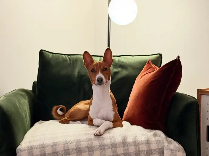 Rocket (Redtri Lux Magneto), first generation Jax and Luna, powerful Basenji stud, OFA clear