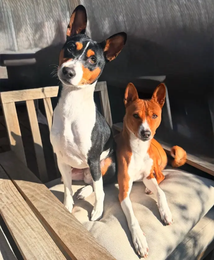 Redtri Basenji studs—a red-coated and tri-color Basenji photographed together in Melbourne, showing breed type and structure