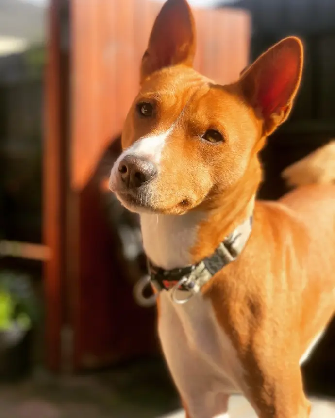 Redtri Basenji studs representing correct movement, structure, and preservation of breed type
