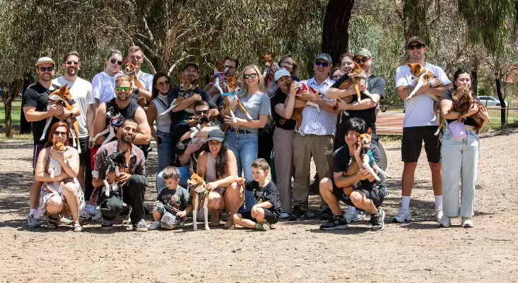 Redtri Basenji pack with dogs and breeders together in Melbourne representing breed preservation and community