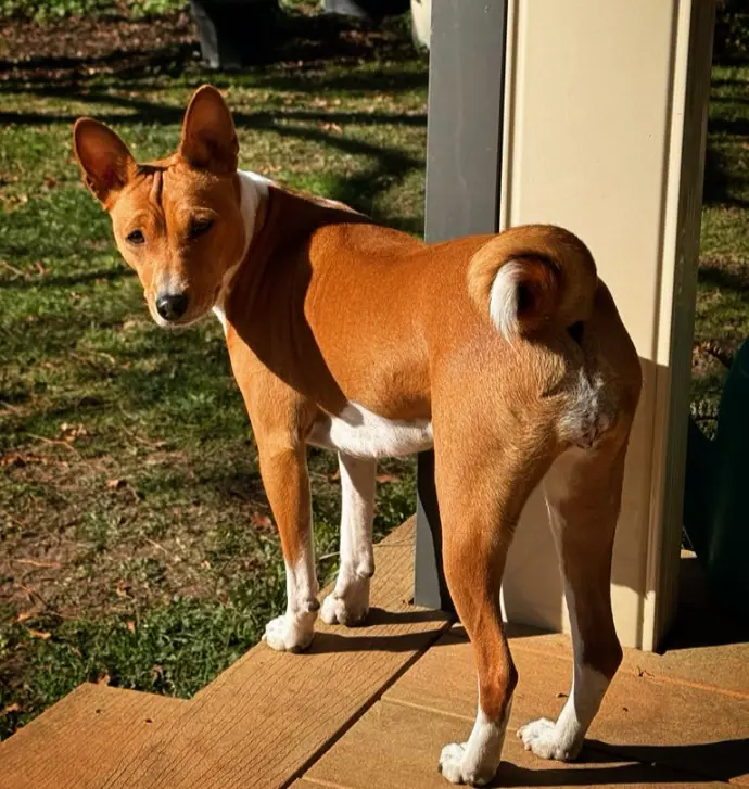 Mystique (Redtri Timeless Beauty), Basenji bitch sired by Remwin Wrinkle in Time and dam Redtri Lux Phoenix, Melbourne