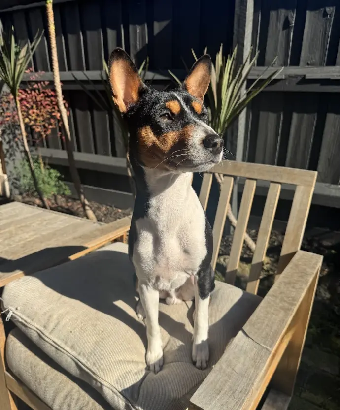 Blade (Redtri Master of Seduction), Basenji stud with classic type and show presence, OFA health cleared