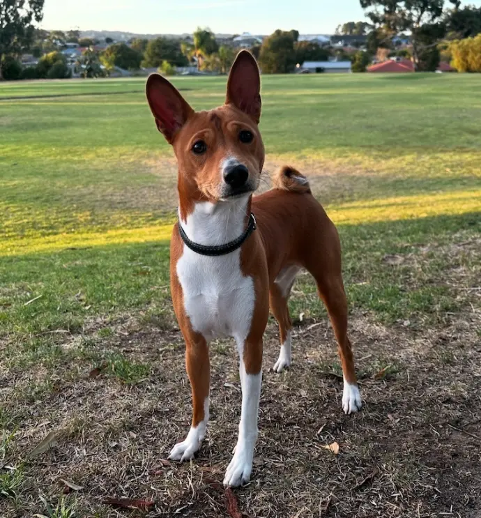 Alvin (Redtri Eternal Whisper), Basenji stud continuing Redtri line with correct type and temperament