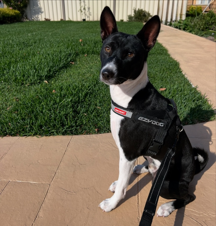 Kano (Redtri The Prince of Darkness), striking black-and-white Basenji stud, OFA health cleared