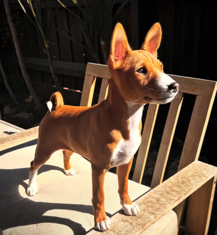 Haze (Redtri The Queen of Chaos), Basenji bitch sired by Remwin Wrinkle in Time and Redtri Lux Storm